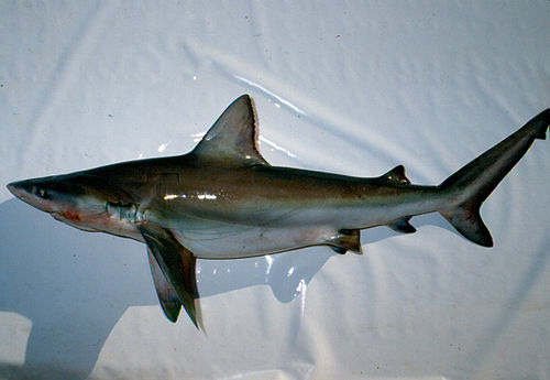 Bignose shark